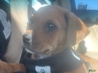 Mixed Breed dogs Mixed Breed Puppy 1 - Ad 31