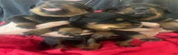 Rottweiler dogs for sale: Rottweiler Puppy 5 Nala - Ad 6