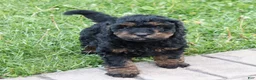 Mini Goldendoodle dogs for sale: Dustin - Ad 1