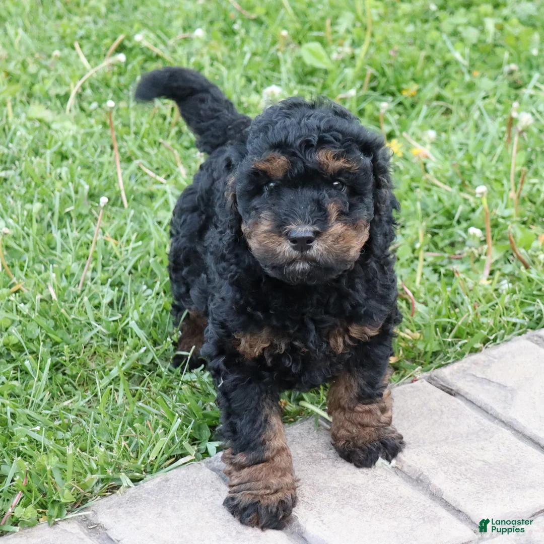 Mini Goldendoodle dogs for sale: Dustin - Ad 1