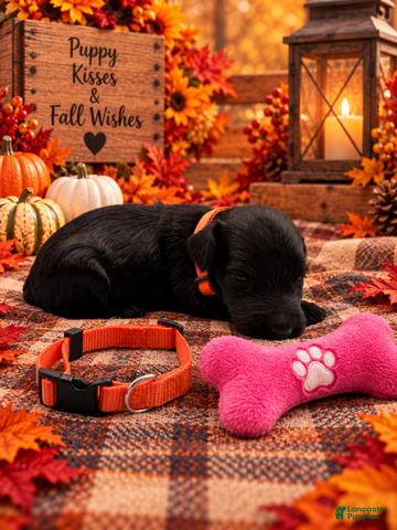 Goldendoodle dogs Zoey - Orange Collar - Ad 7