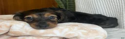 Miniature Dachshund dogs for sale: Trixie  - Ad 8
