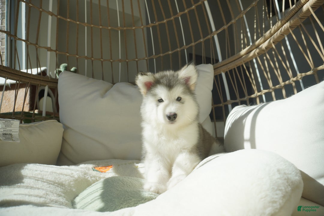 Alaskan Malamute dogs for sale: Xiao Lv - Ad 6