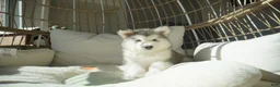Alaskan Malamute dogs for sale: Xiao Lv - Ad 7