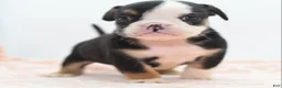 Mixed Breed dogs for sale: Princess  - Ad 11
