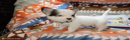 Chihuahua dogs for sale: Jo Jo (Long-Haired T-Cup) - Ad 3