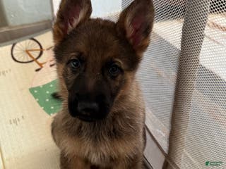 German Shepherd dogs Rex - Ad 10