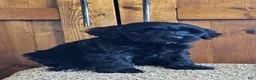 Portuguese Water Dog dogs for sale: Millicent (Millie) - Ad 3