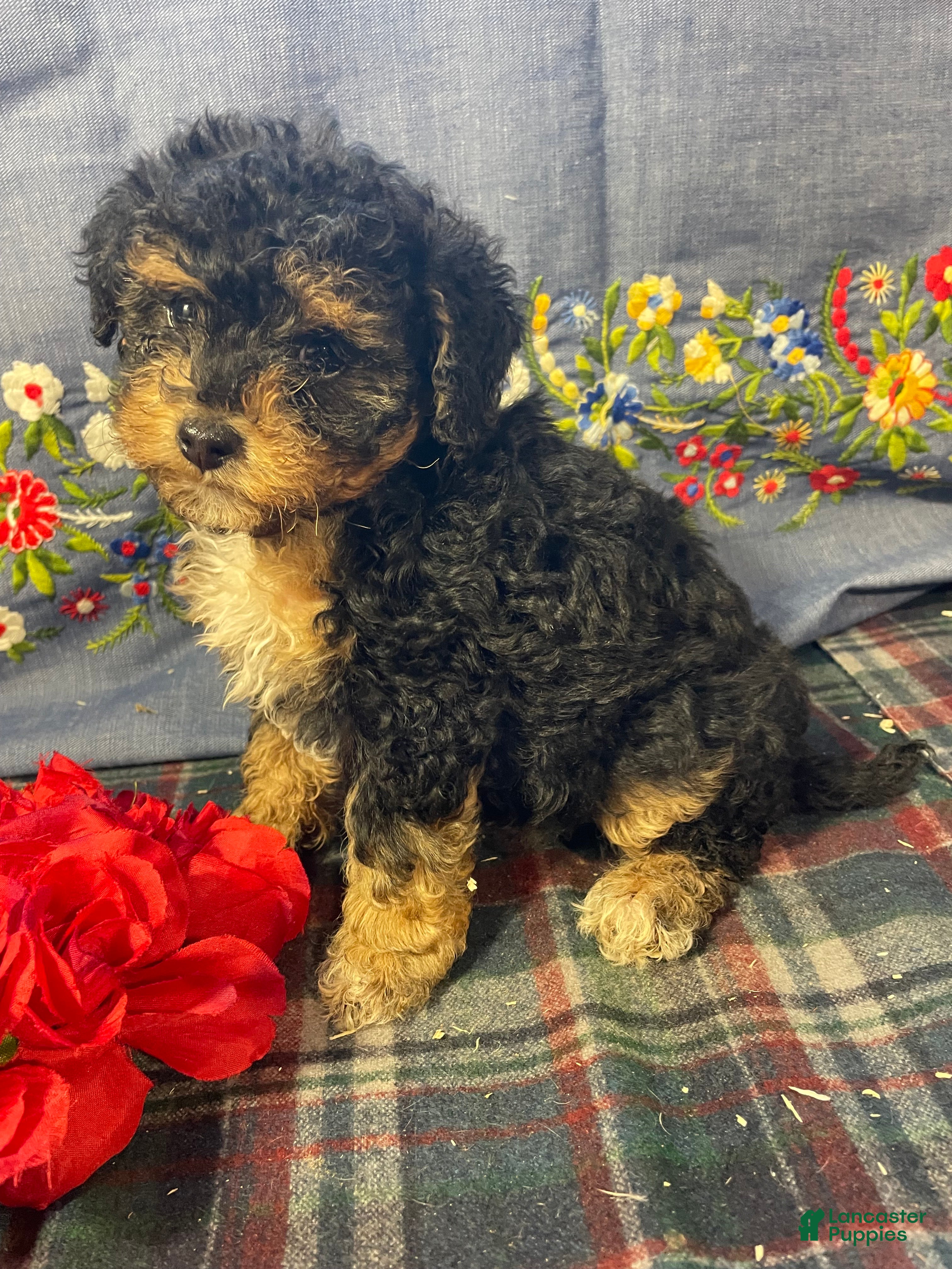 Yorkiepoo dogs Dottie - Ad 42