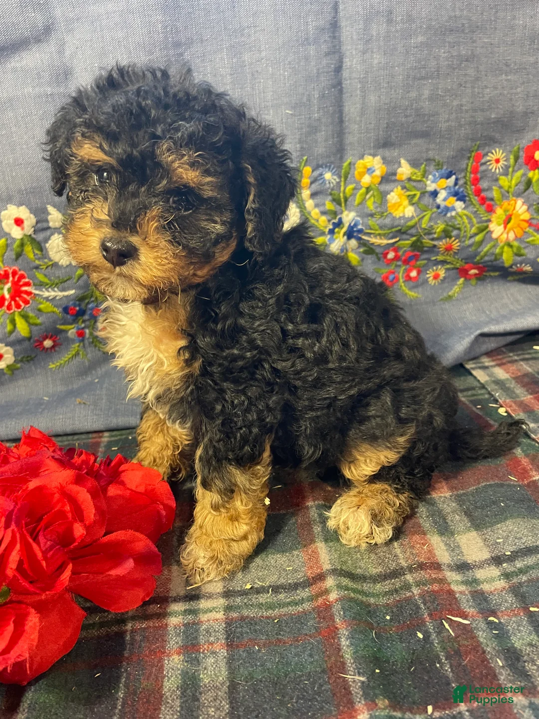 Yorkiepoo dogs for sale: Dottie - Ad 1