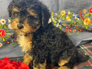 Yorkiepoo dogs Dottie - Ad 42