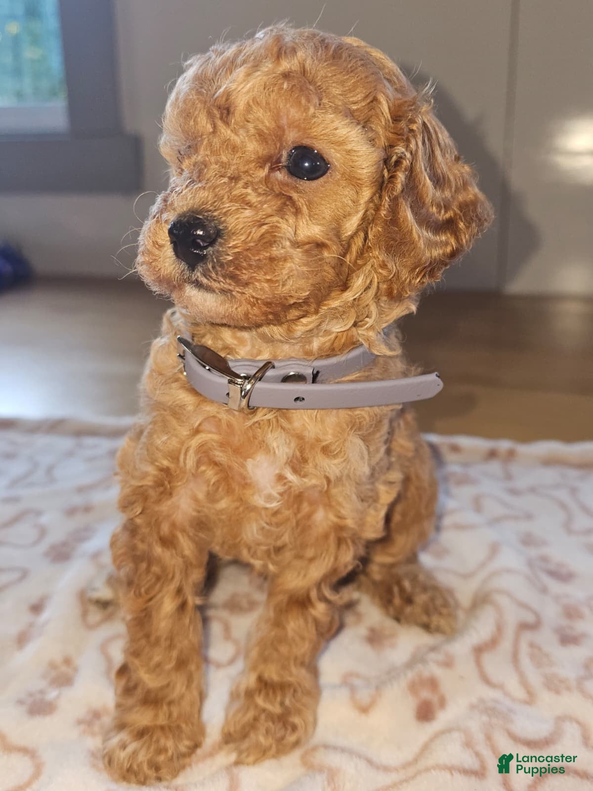 Miniature Poodle dogs Winnie - Ad 8