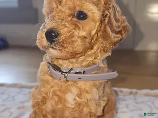 Miniature Poodle dogs Winnie - Ad 7