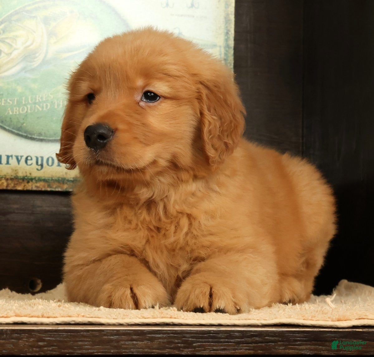 Golden Retriever dogs Quincey - Ad 2