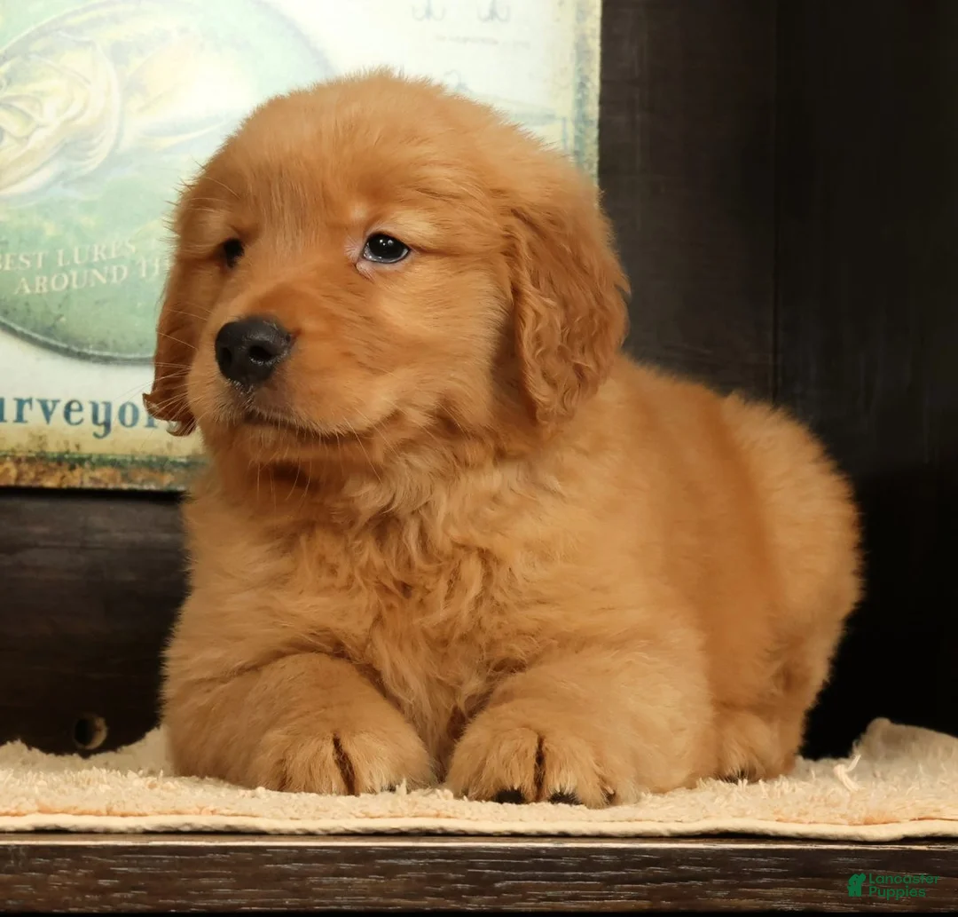 Golden Retriever dogs for sale: Quincey - Ad 2
