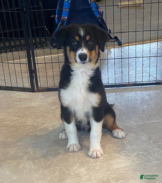 Australian Shepherd dogs Rex - Ad 2