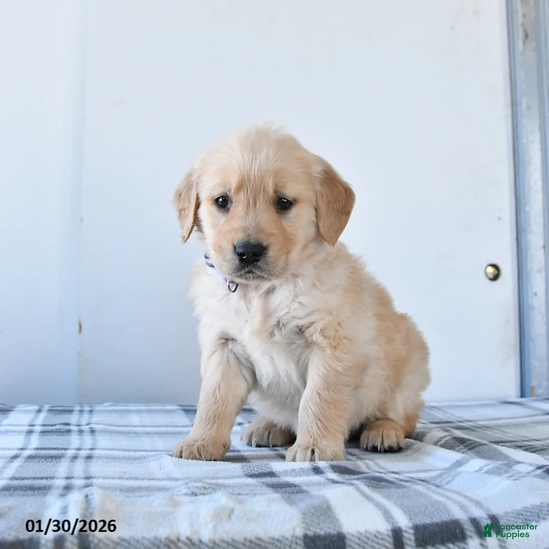 Golden Retriever dogs for sale: Roxie - Ad 1