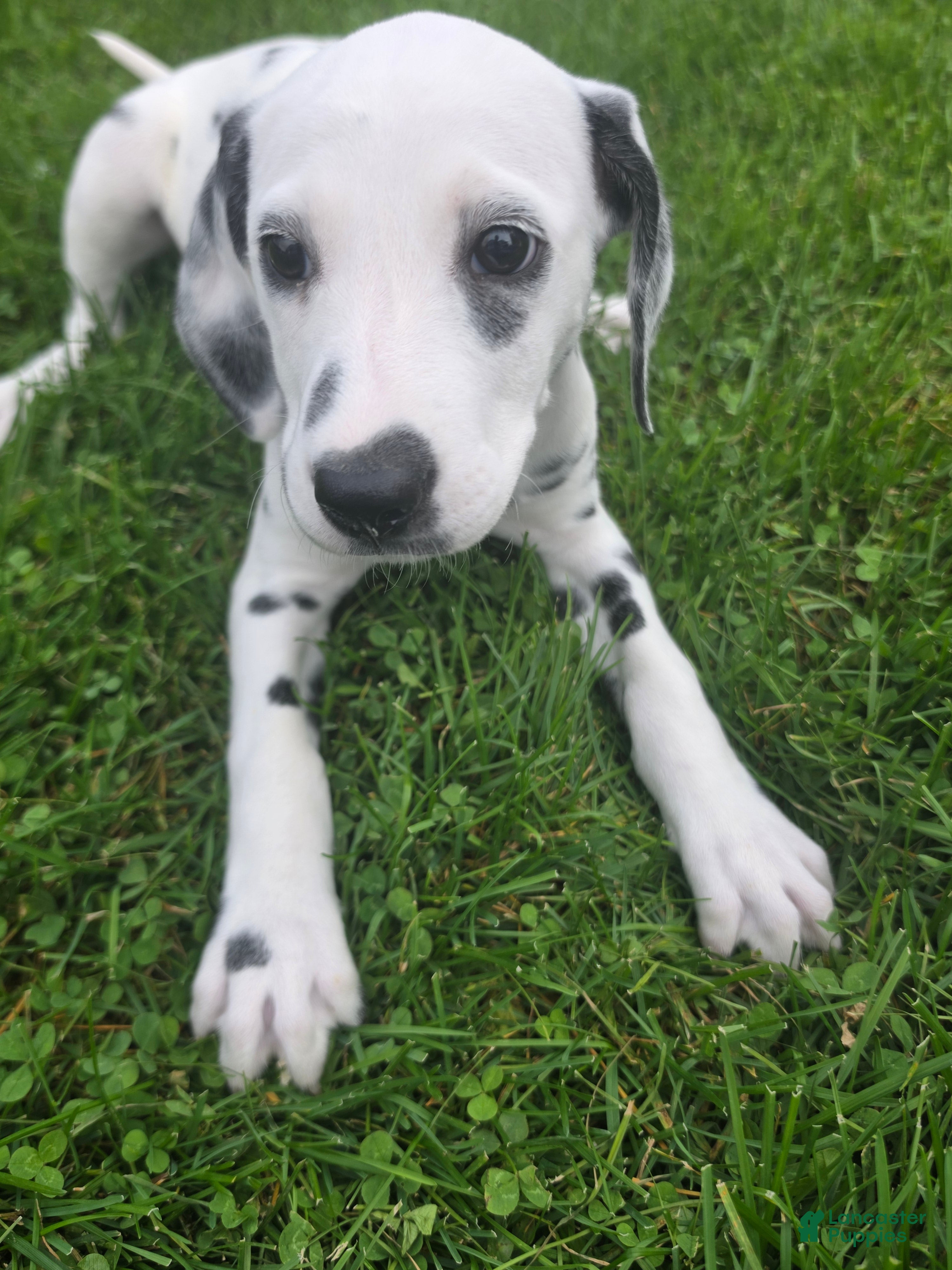 Dalmatian