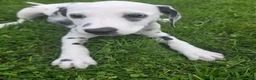 Dalmatian dogs for sale: Dalmatian female 4 - Ad 1