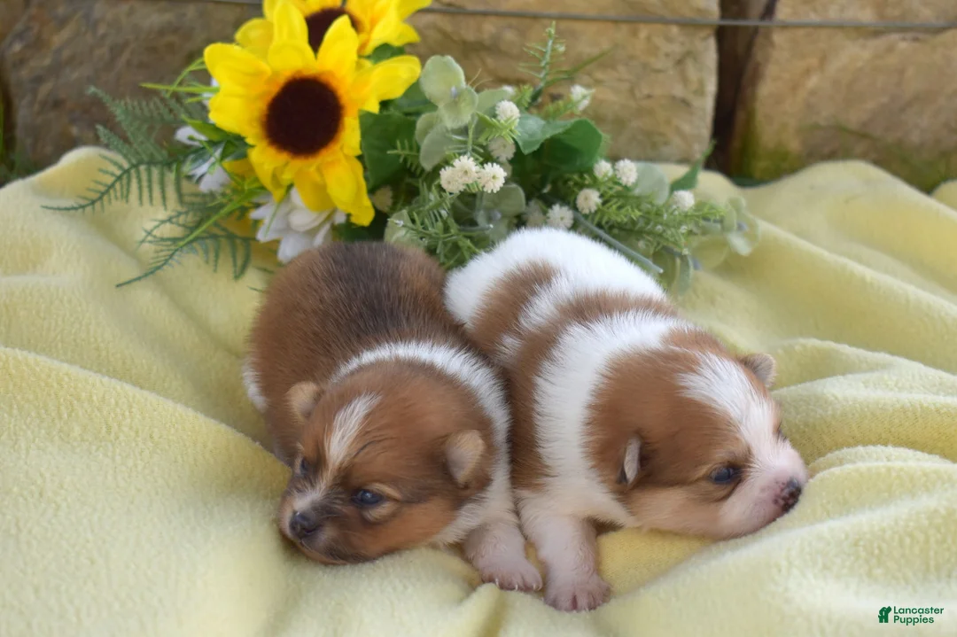 Pomeranian dogs for sale: Rubble  - Ad 8