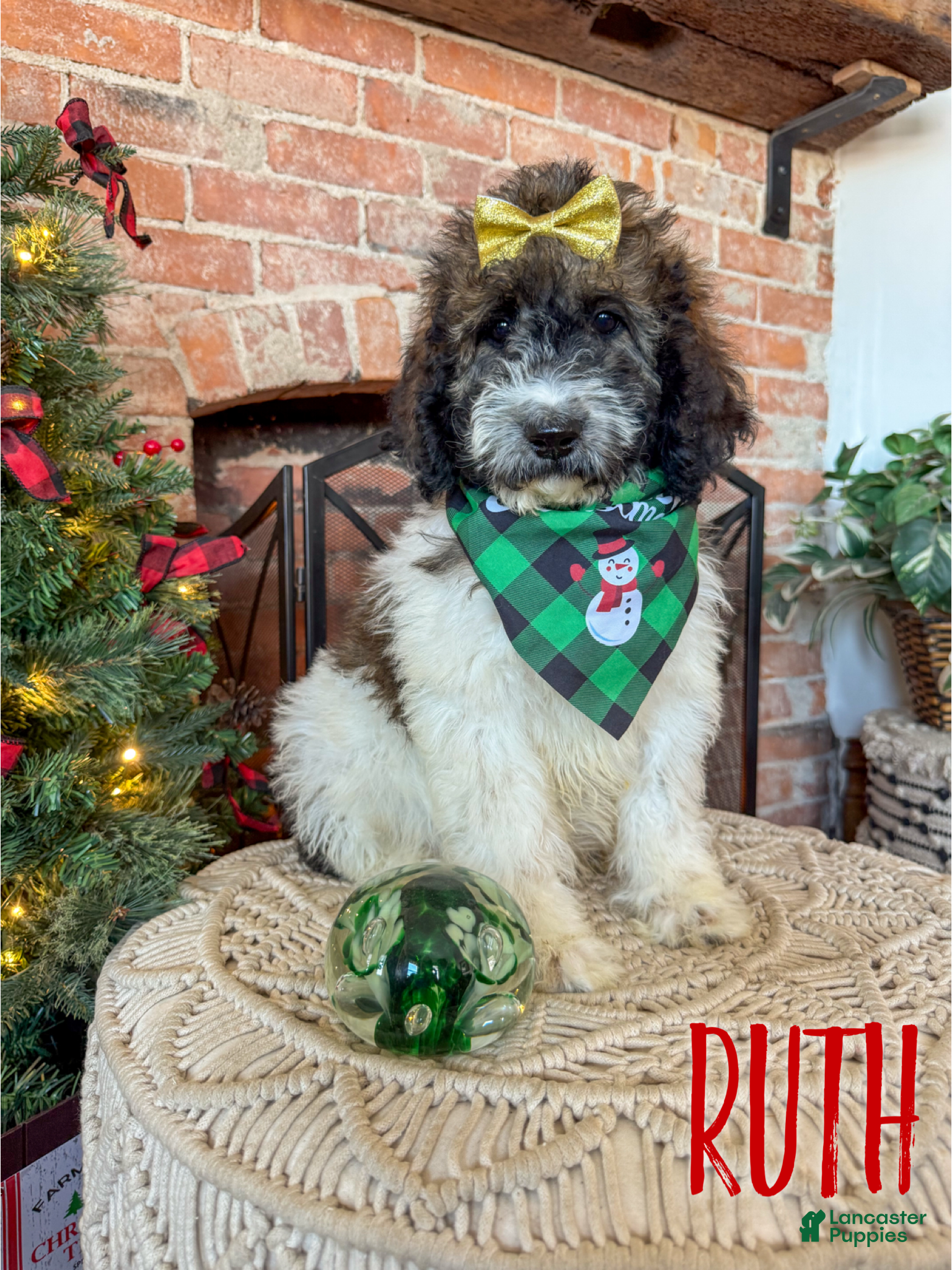 Saint Berdoodles dogs Ruth - Ad 1