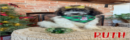 Saint Berdoodles dogs for sale: Ruth - Ad 1