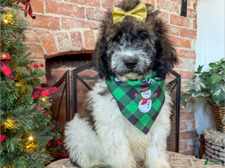 Saint Berdoodles dogs Ruth - Ad 2