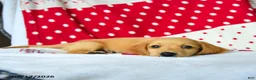 Miniature Dachshund dogs for sale: Graham - Ad 5
