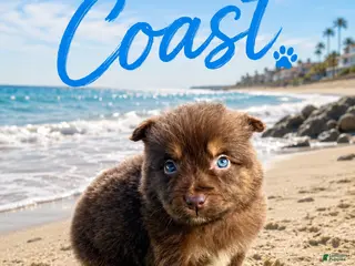Miniature Australian Shepherd dogs for sale: Coast - Ad 4