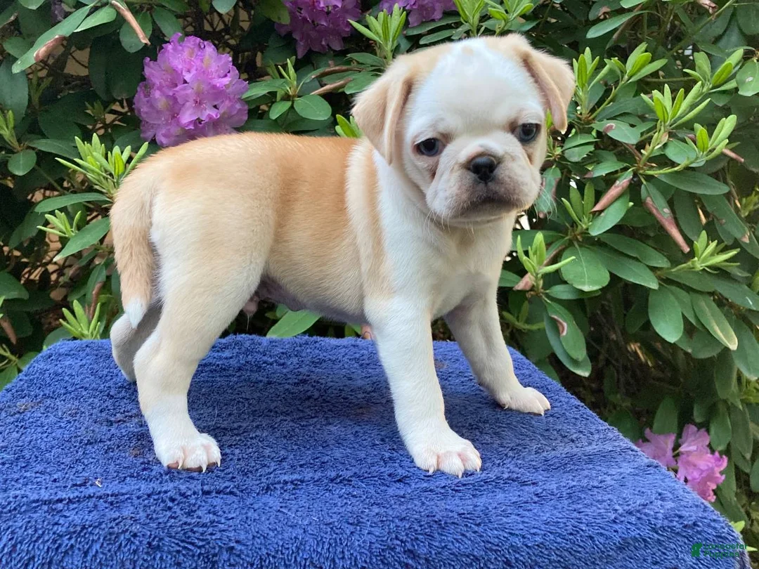 Pug dogs for sale: Rascal - Ad 1