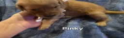 Golden Retriever dogs for sale: Pink Girl - Ad 7