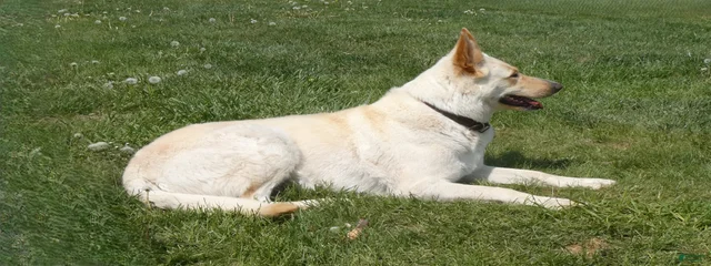 Roxy