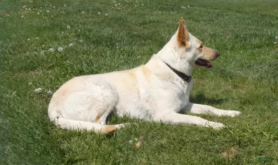 Roxy
