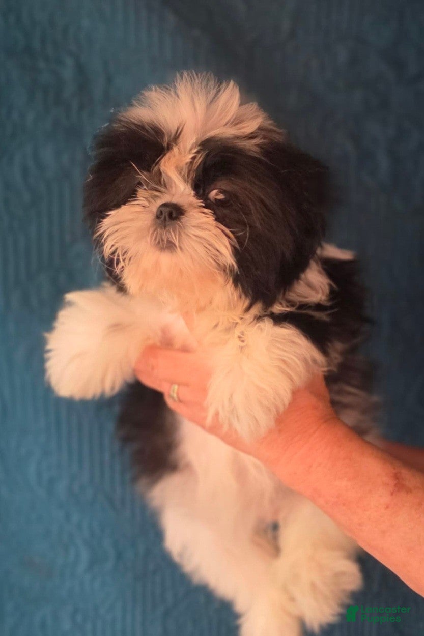 Shih Tzu dogs Girl #1  - Ad 2