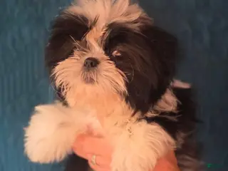 Shih Tzu dogs Girl #1 - Ad 2