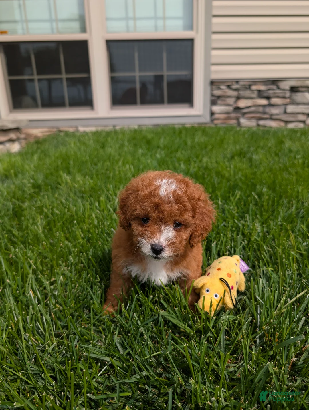 Cavapoo dogs for sale: Jessica - Ad 1