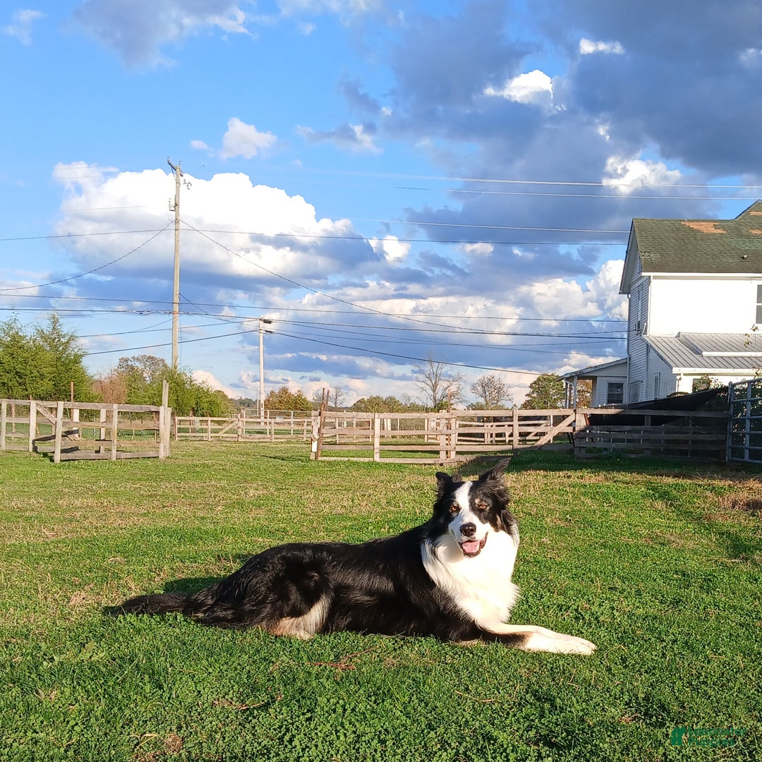 Mixed Breed dogs for sale: Border Collie Blend - Black and White - Ad 3