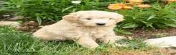 Mini Goldendoodle dogs for sale: Coral - Ad 2