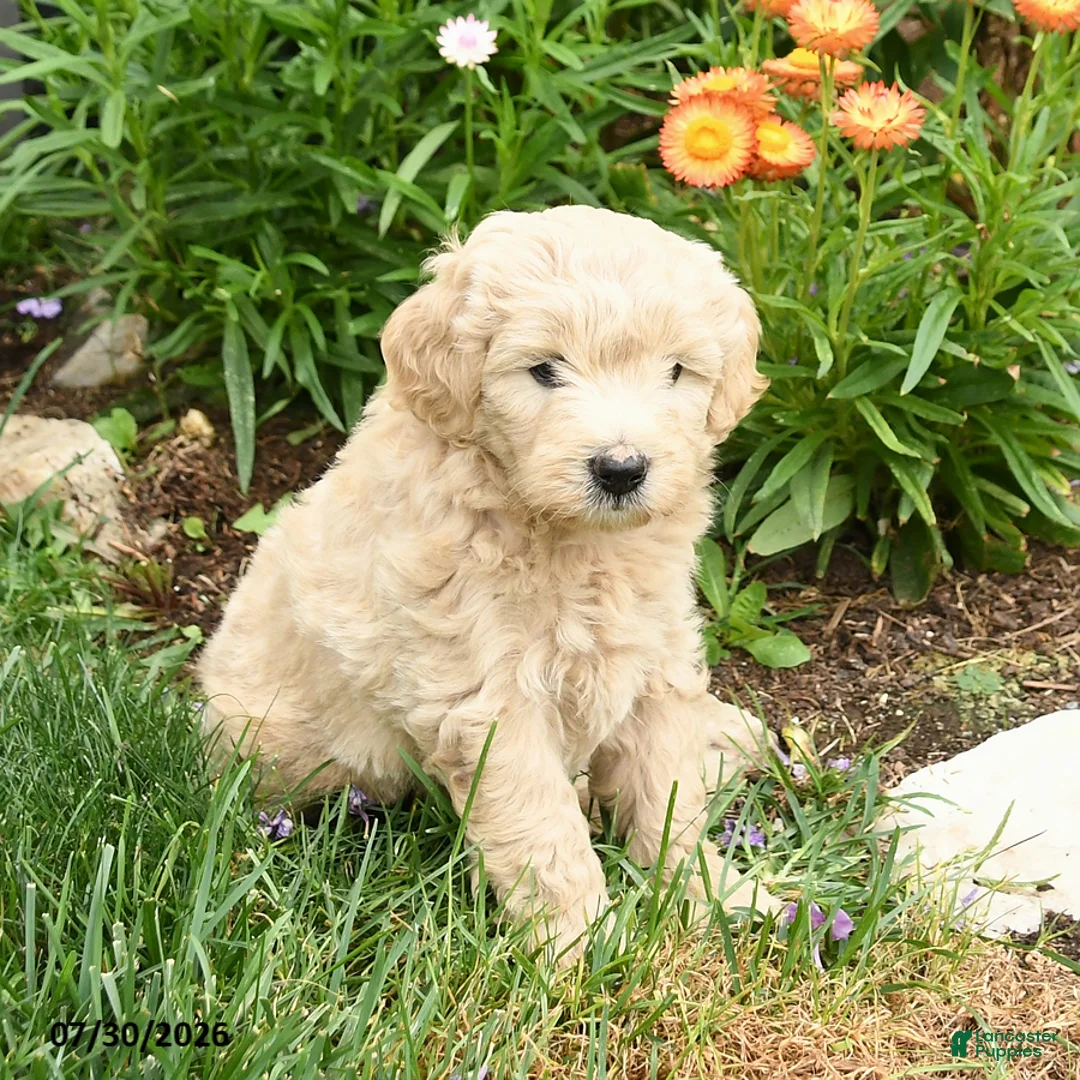 Mini Goldendoodle dogs for sale: Coral - Ad 2