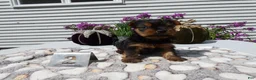 Yorkshire Terrier dogs for sale: Yorkshire Terrier 3 Tiny - Ad 8