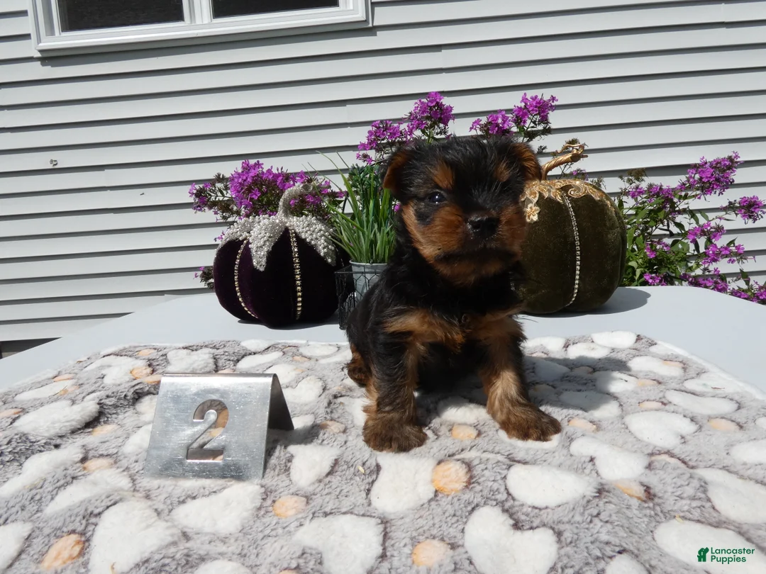 Yorkshire Terrier dogs for sale: Yorkshire Terrier 3 Tiny - Ad 8