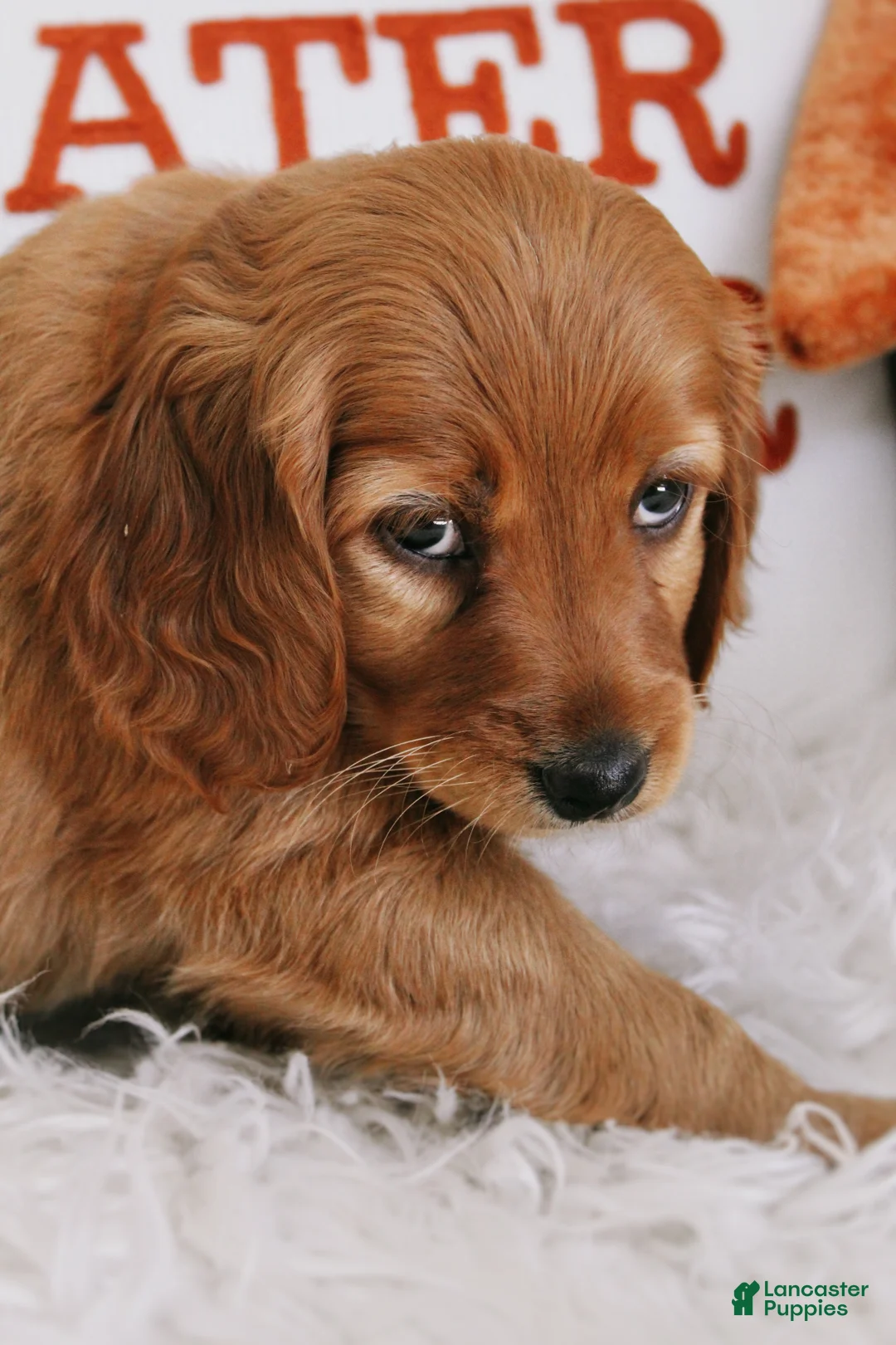 Mixed Breed dogs for sale: Opal  - Ad 2