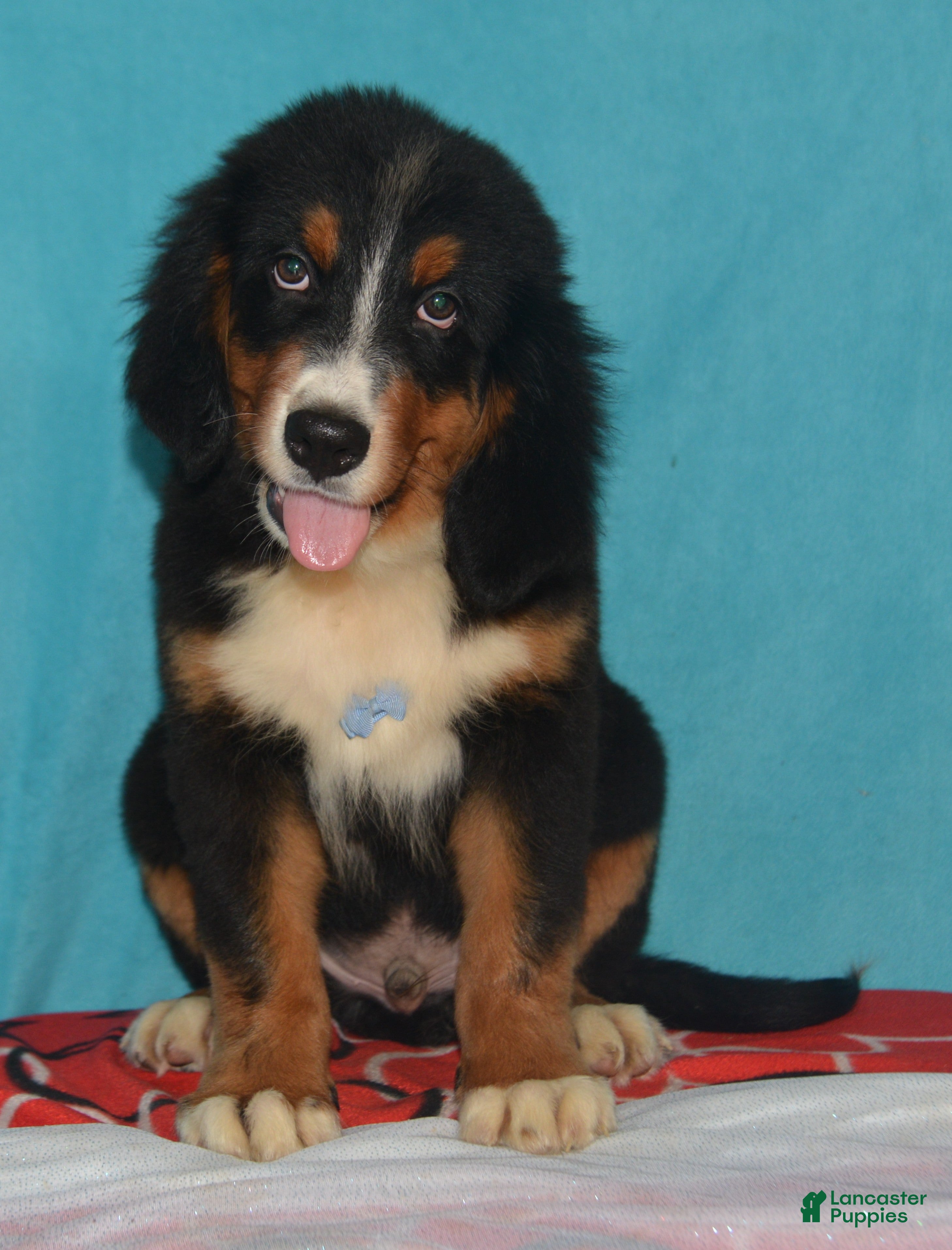 Bernese Mountain Dog dogs Eli - Ad 2
