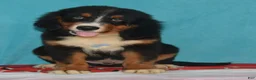 Bernese Mountain Dog dogs for sale: Eli - Ad 2