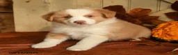 Australian Shepherd dogs for sale: Cinnamon - Ad 5