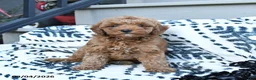 Toy Poodle dogs for sale: Freddie  - Ad 2