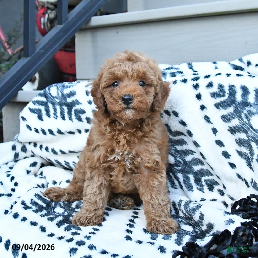 Toy Poodle dogs for sale: Freddie  - Ad 2