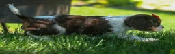 Cavalier King Charles Spaniel dogs for sale: Bentley 🐾🐶 - Ad 13