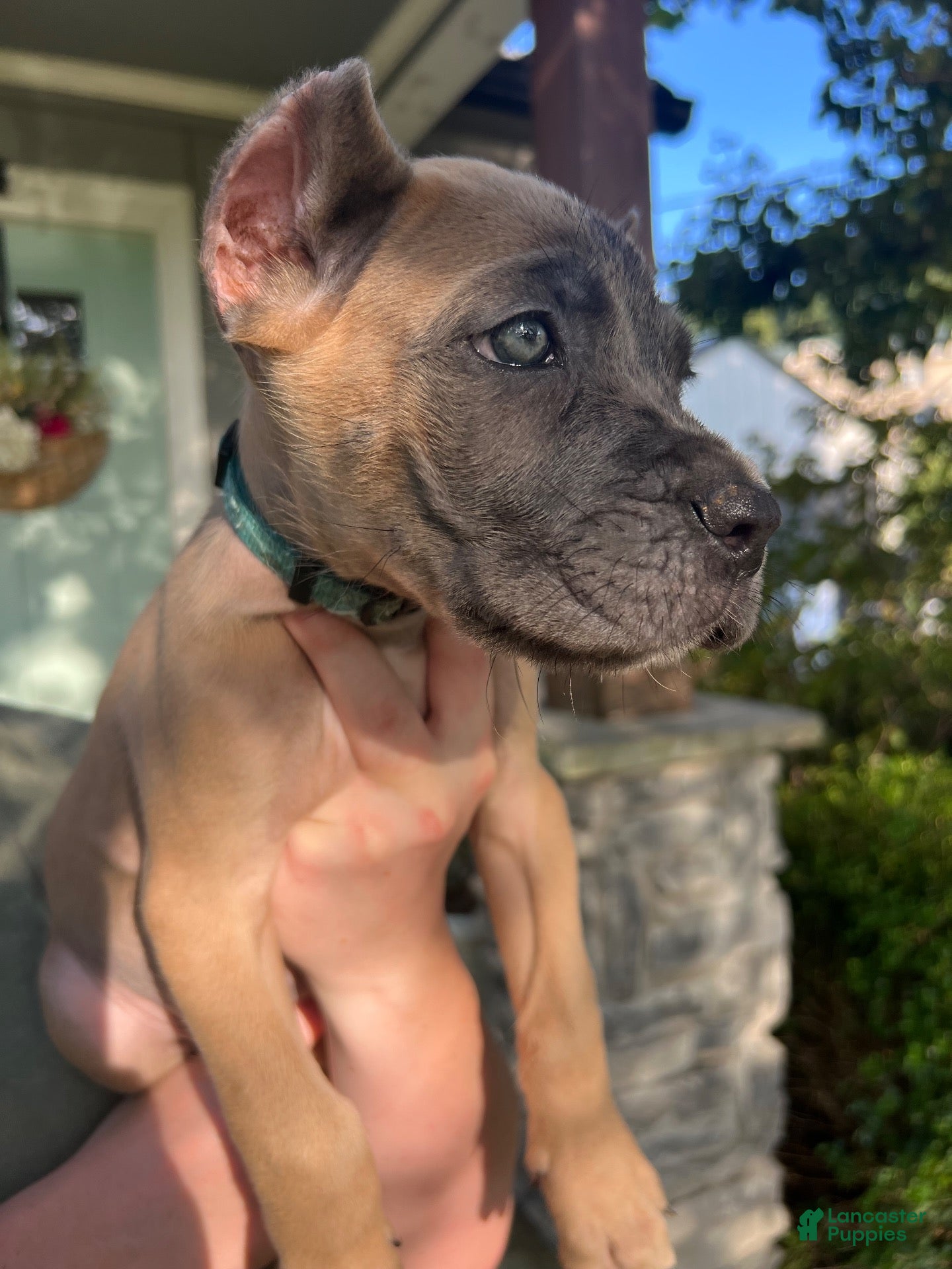 Cane Corso dogs Blue Collar Male - Ad 1