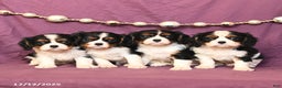 Cavalier King Charles Spaniel dogs for sale: Lilac - Ad 5